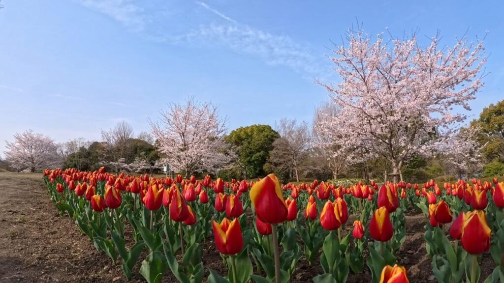 Insta360 Ace Pro 2の花畑の画像
