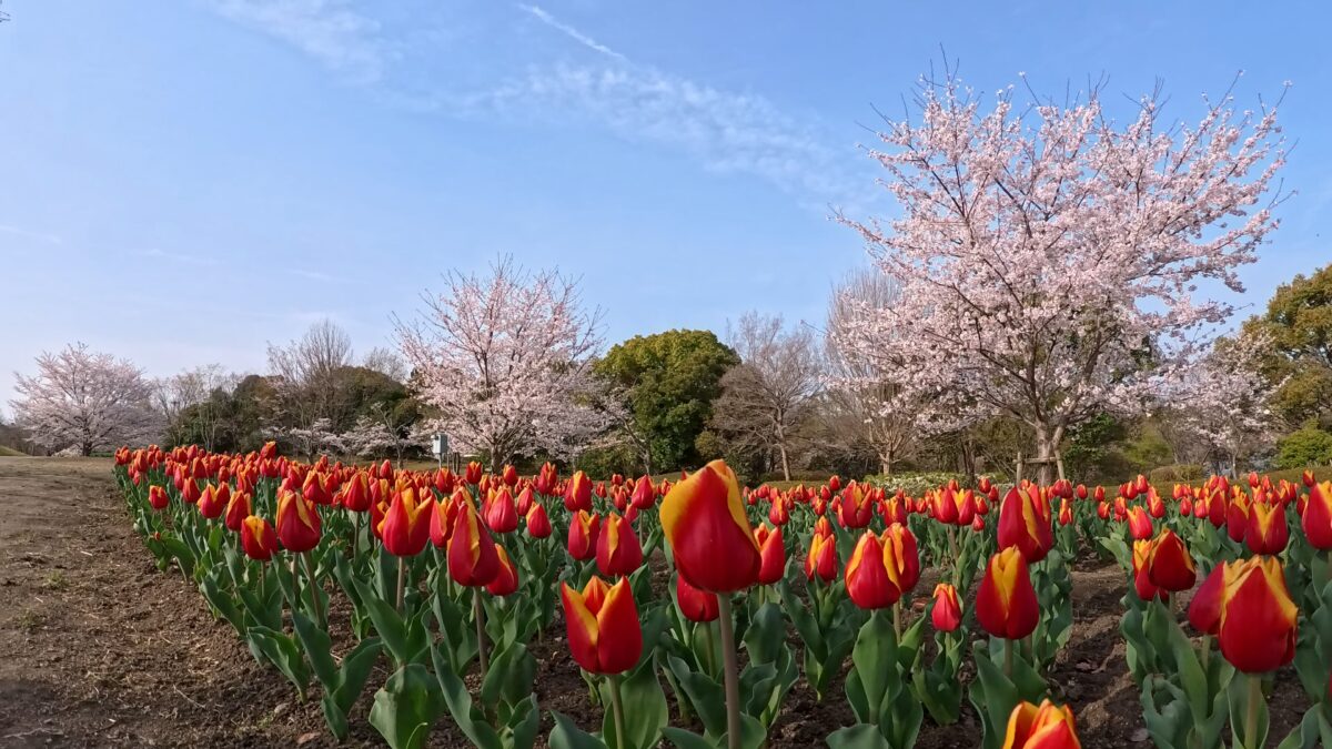 Insta360 Ace Pro 2の花畑の画像