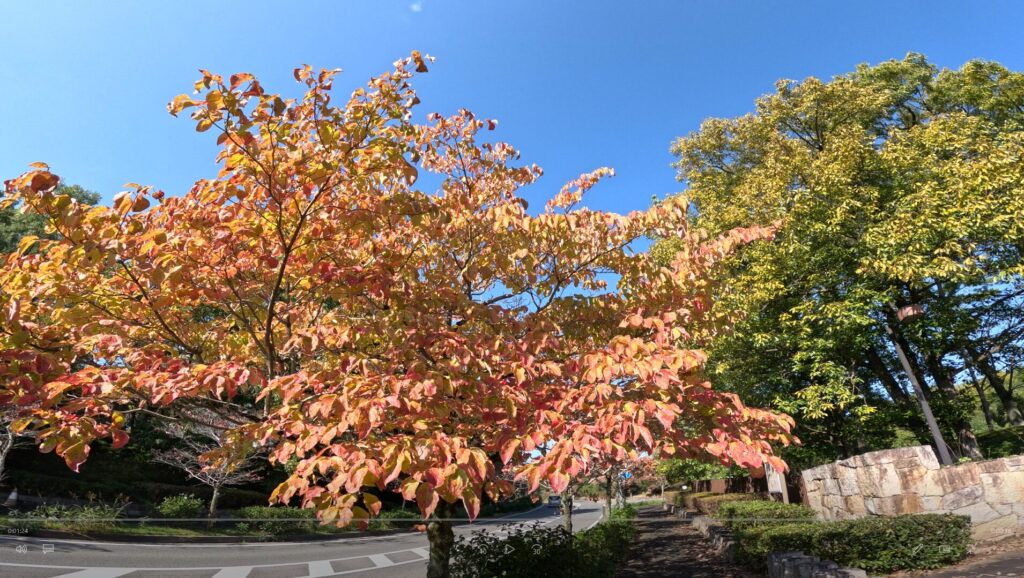 青空と紅葉の景色　GoPro 13撮影