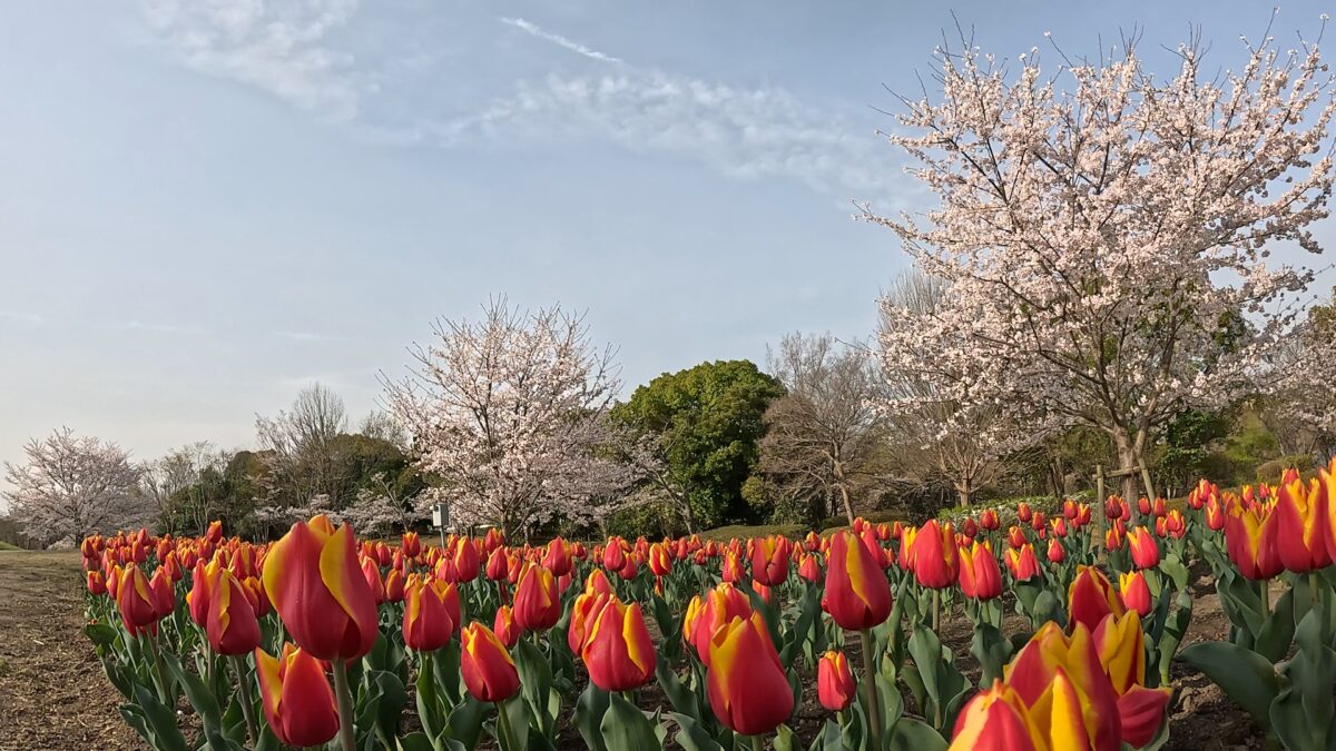 GoPro 13の花畑の画像