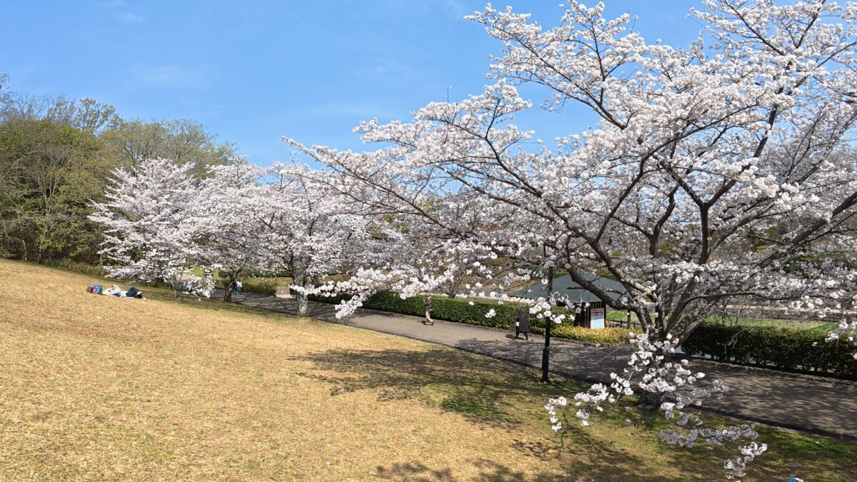 満開の桜_DJI Osmo Action 5 Proにて撮影