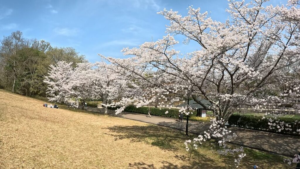 満開の桜の画像（GoPro13にて撮影）