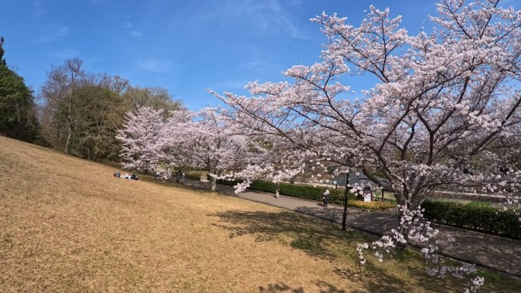 満開の桜の画像（Ace Pro 2にて撮影）