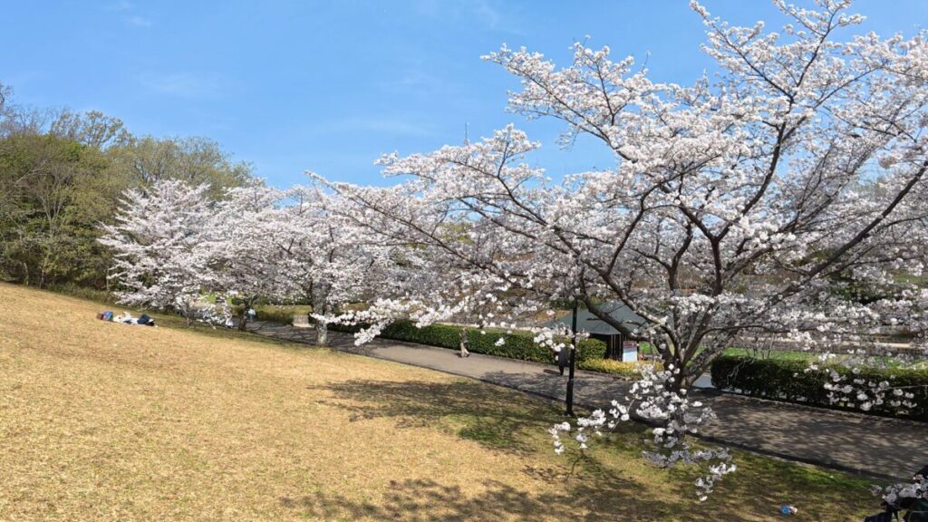 満開の桜の画像（Osmo Action 5 Proにて撮影）