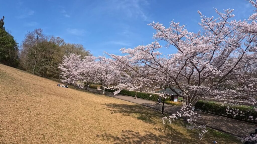 満開の桜の画像（Insta360 Ace Pro2にて撮影）