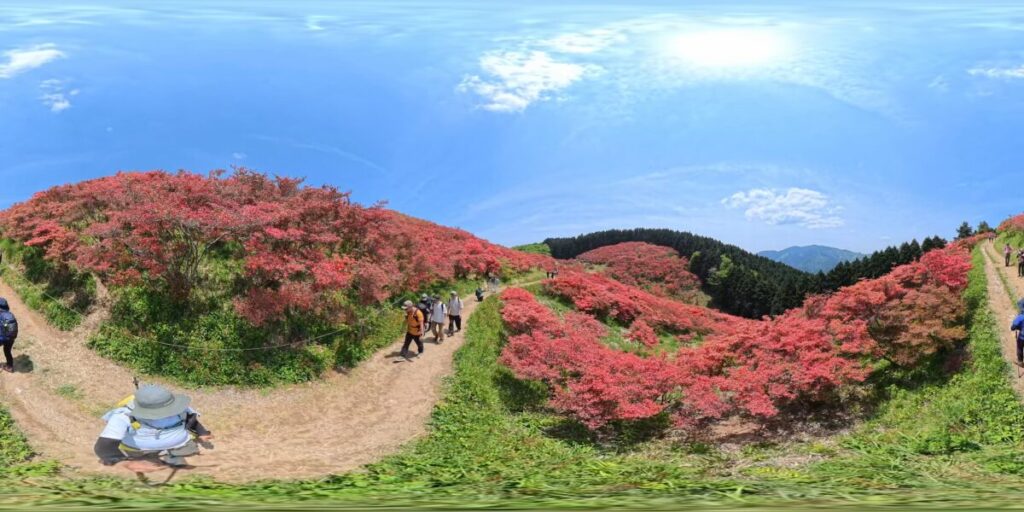 Insta360 X5 360度葛城山のツツジ満開の画像