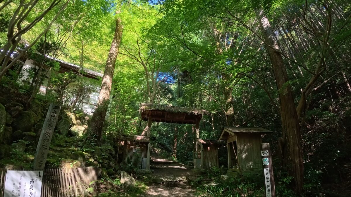 樹林帯の登山道（Insta360 AcePro2 4KHDRのスナップ写真）