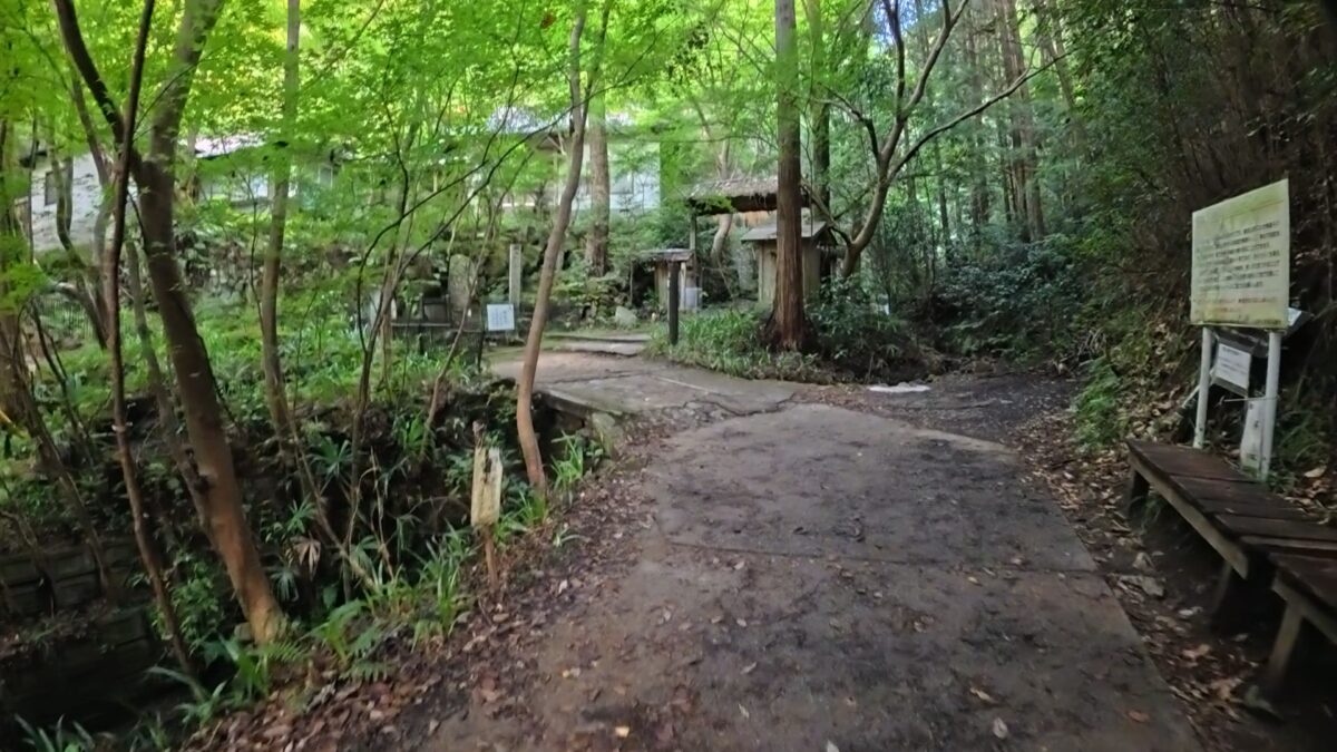 樹林帯の登山道（Insta360 AcePro2 4KPureVideoのスナップ写真）