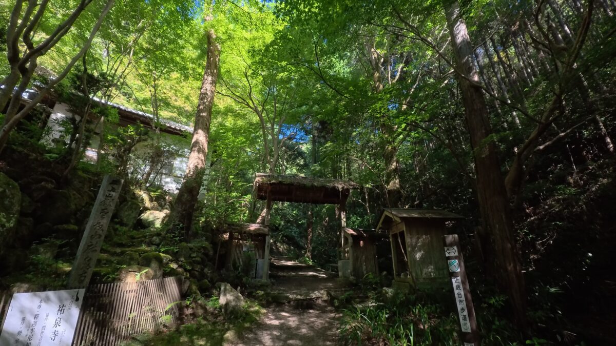 樹林帯の登山道（Insta360 GO Ultra 4KHDRのスナップ写真）