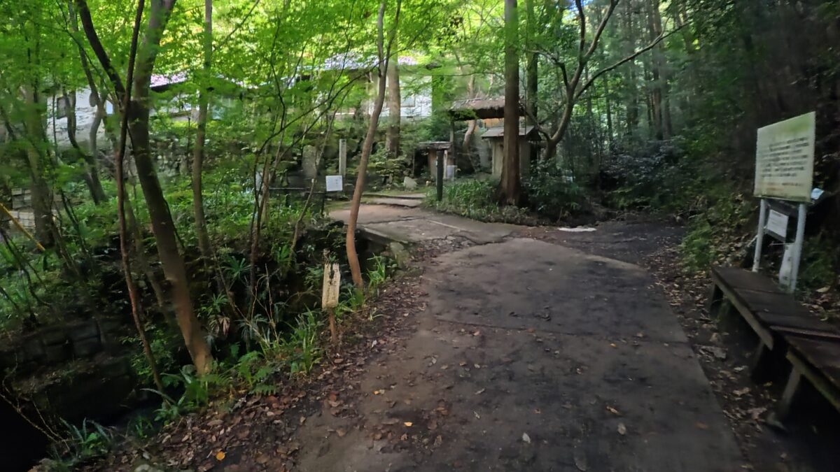 樹林帯の登山道（Insta360 GO Ultra 4KPureVideoのスナップ写真）