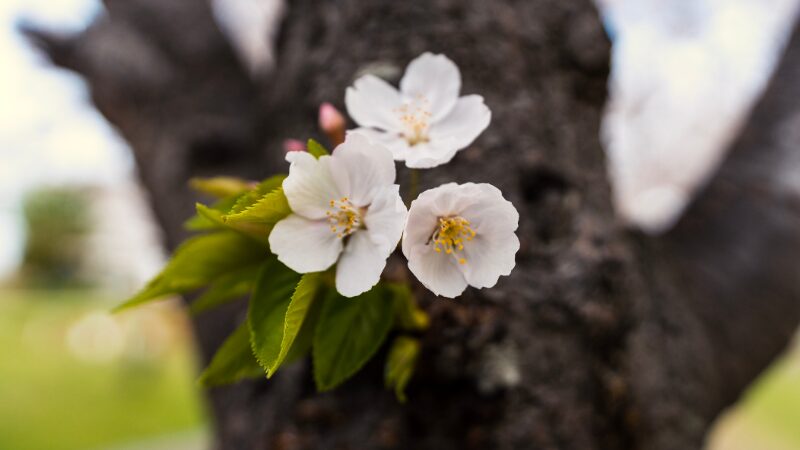 SONY FE14mmで桜を接写した作例