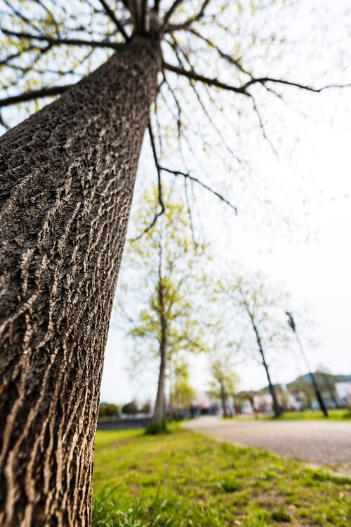 SONY FE14mmで低アングルから巨木を冊した写真