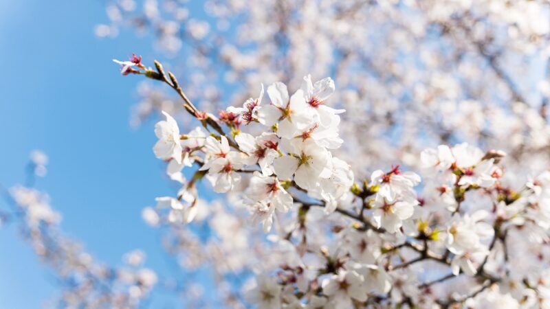 FE16-35mm桜の撮影