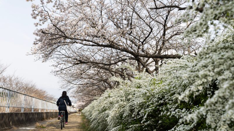 ユキヤナギと桜の帰り道をFE16-35mmで撮影した写真
