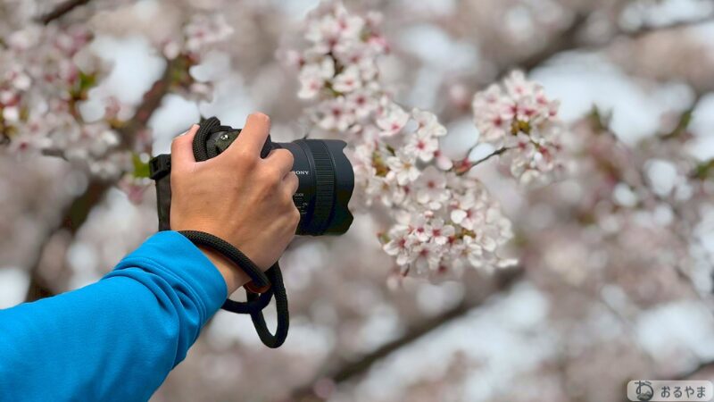 SONY FE14mmで桜を接写する様子