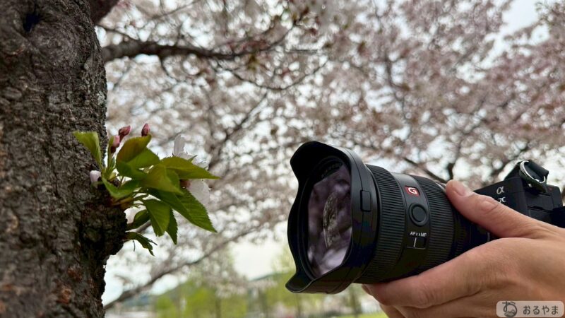 SONY FE14mmで満開の桜を撮影する様子