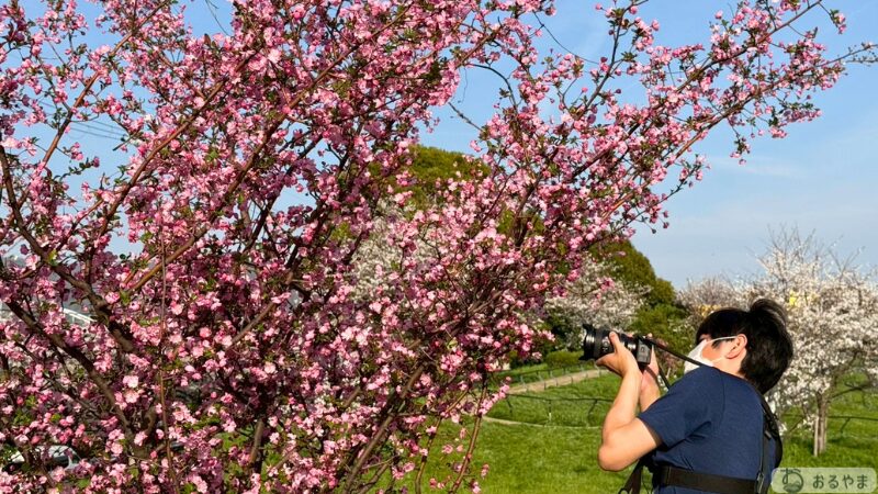 FE 16-35mm GM II で桜を接写する様子の写真
