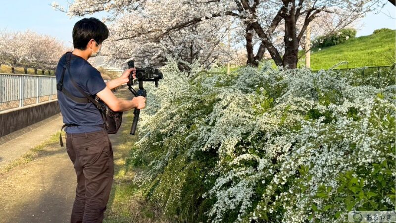 DJI RS 5 + SONY α7C II 桜並木でのウォーキング撮影