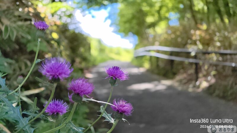 花の接写と背景ぼかし Insta360 Luna Ultraにて撮影