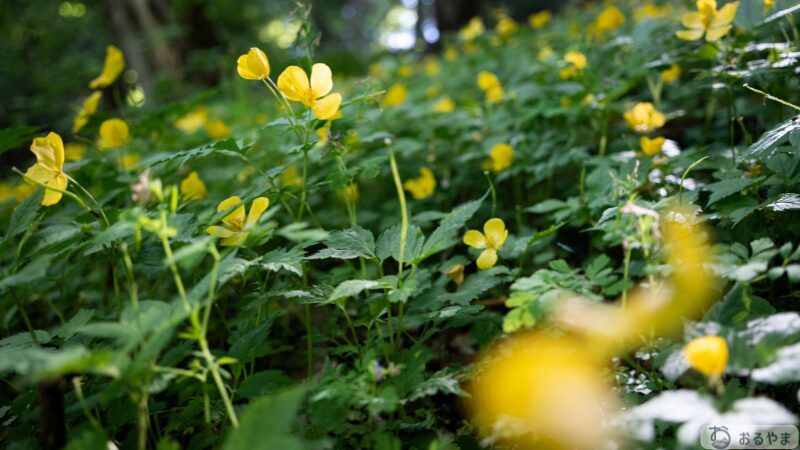 SONY α7C II × TAMRON 28-200mmで撮影したヤマブキソウ