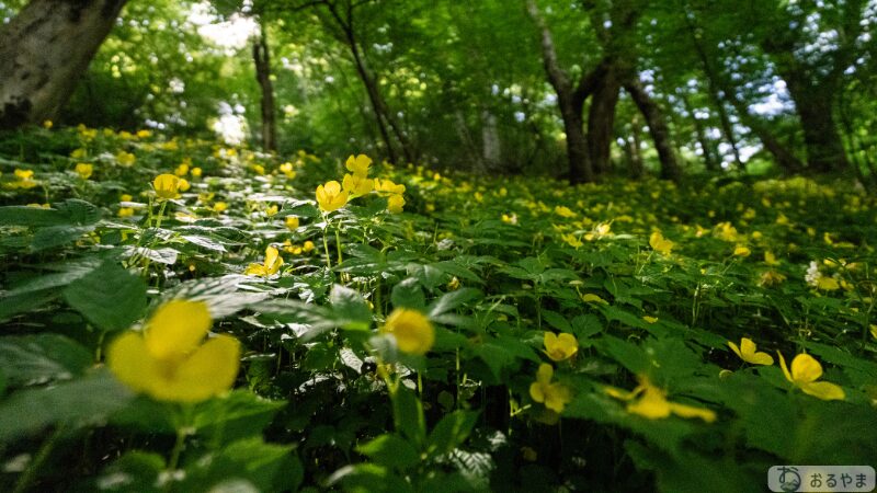 SONY α7 V × FE16-25mmで撮影したヤマブキソウ