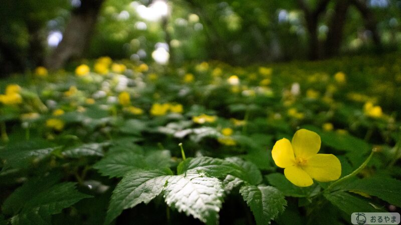 SONY α7V FE16-25mm Gレンズでヤマブキソウを撮影