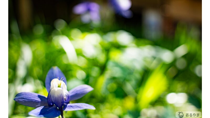 SONY α7 V × TAMRON 25-200mmで撮影した花