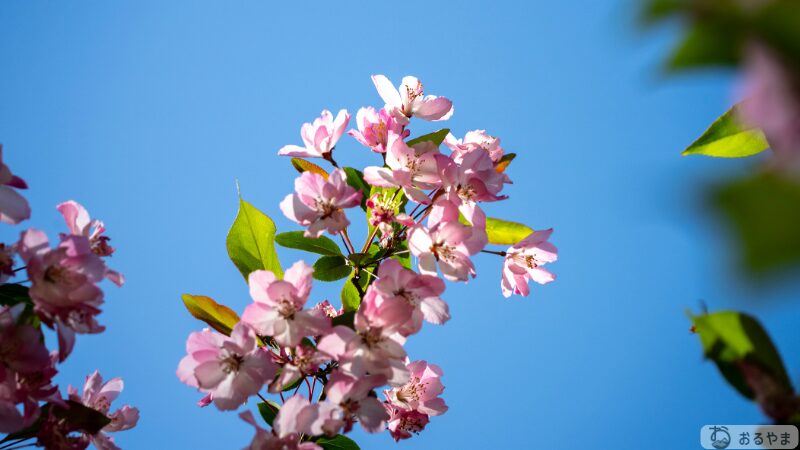 SONY α7 V × TAMRON 25-200mmで撮影したヤマザクラ