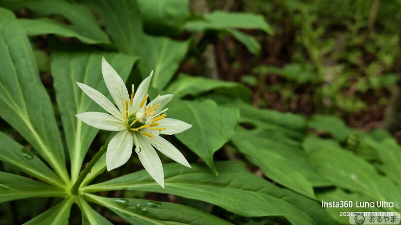 Luna Ultraで接写した高山植物