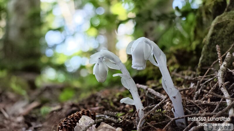 Luna Ultraで撮影した高山植物の動画スナップ