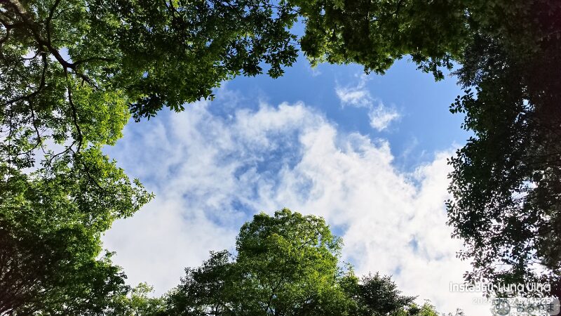 Luna Ultraで撮影した樹林帯の木漏れ日