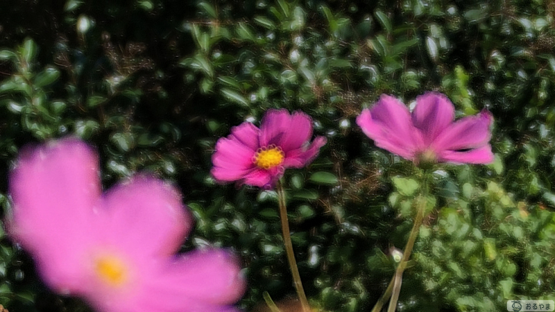 Insta360 Luna Ultra超望遠レンズ22.5倍で手前の花のピントが外れた場面